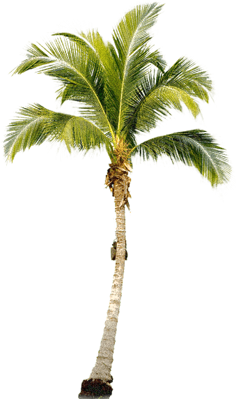 1-tropical-palm-tree-png
