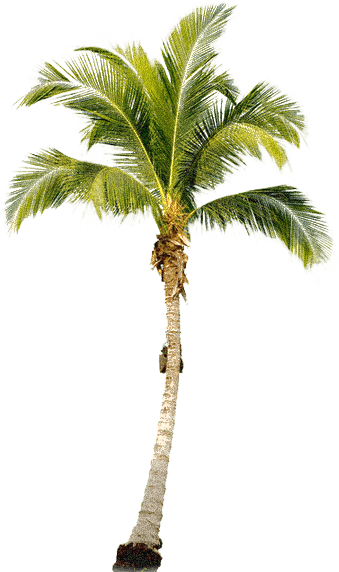 1-tropical-palm-tree-png