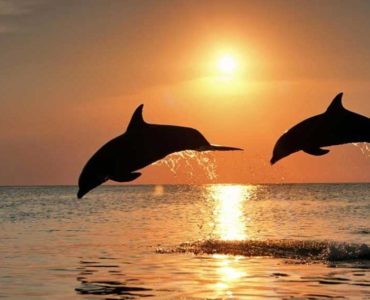 SUBTROPICAL CLIMATE MAKES PANAMA CITY BEACH A YEAR-ROUND EVENT SUBTROPICAL CLIMATE MAKES PANAMA CITY BEACH A YEAR-ROUND EVENT